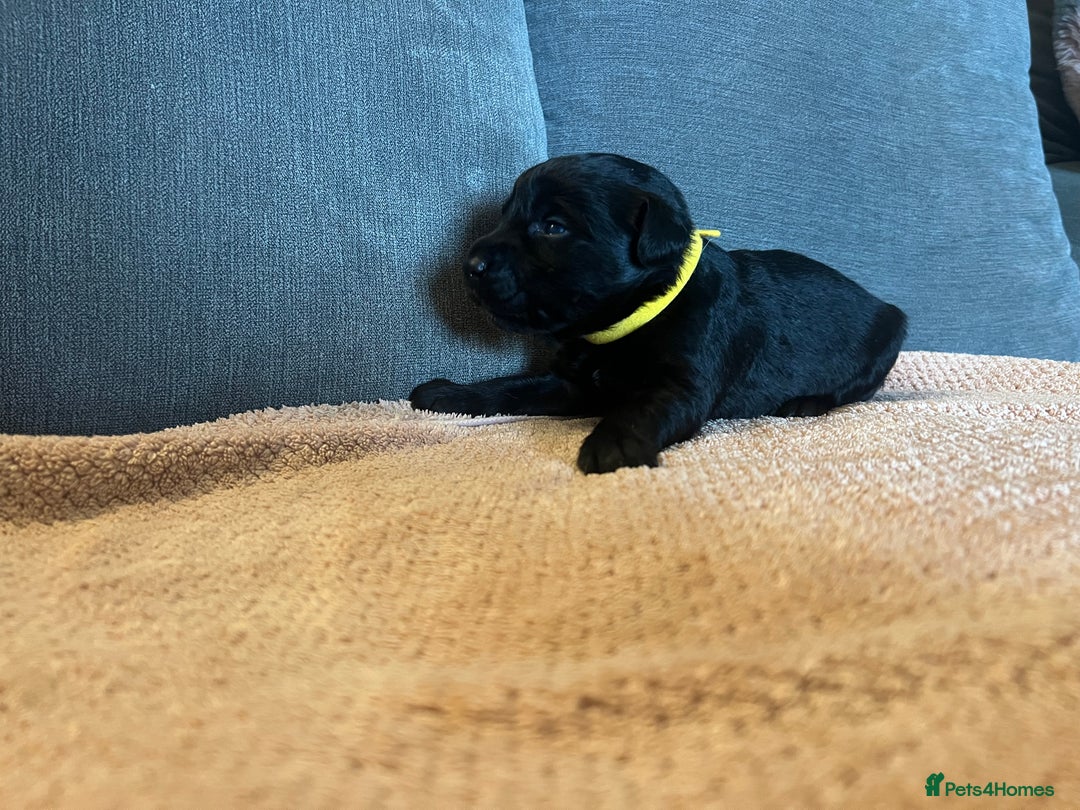 Mixed Breed dogs for sale: 3/4 lab 1/4 collie puppies  in Whitby - Image 27