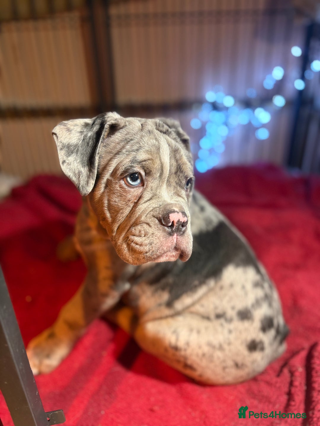 Olde English Bulldogge dogs for sale: 3 male puppy Olde English Bulldogges left - Advert 4