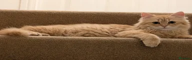 Siberian 3