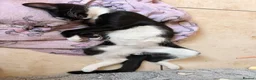 Mixed Breed cats for sale: Adorable kittens rehome ASAP - Advert 20