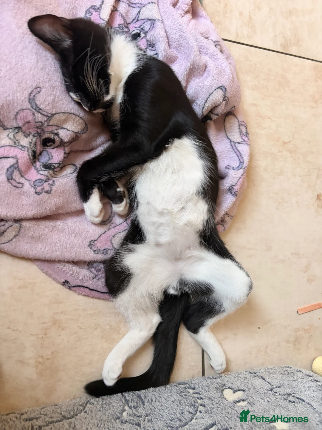 Mixed Breed cats for sale: Adorable kittens rehome ASAP - Advert 20