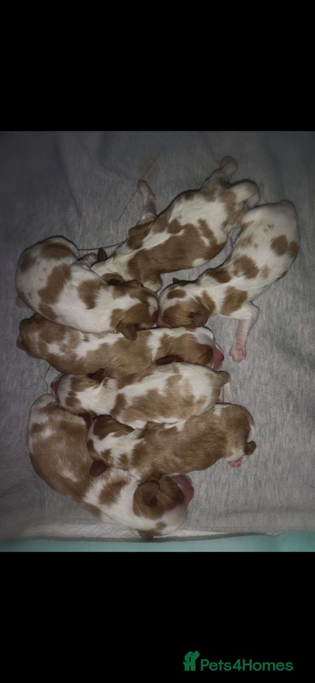 Cavalier King Charles Spaniel dogs for stud: Fully health tested proven Kc reg, multi gen clear in Wrexham - Image 26