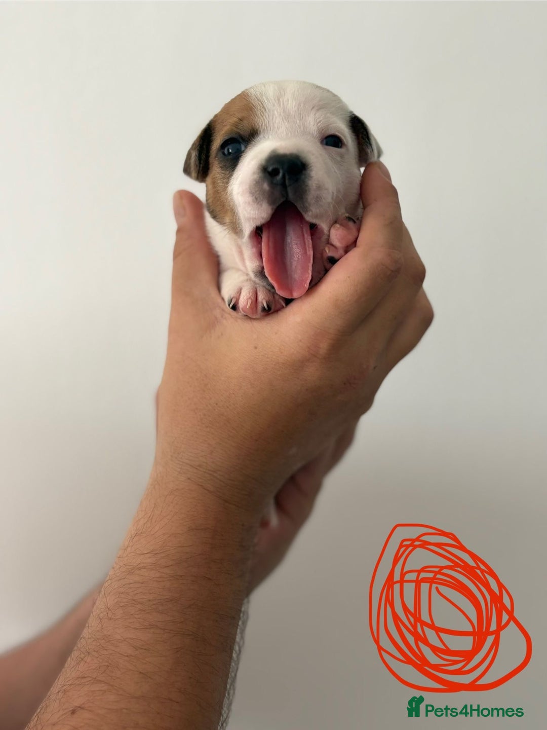 Staffordshire Bull Terrier dogs for sale: KC Staffordshire bull terriers 🧡🧡🏆🩸 REDS  - Image 23