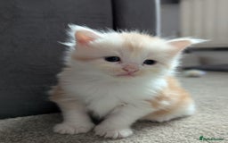 Maine Coon cats for sale: Maine Coon Kittens - Image 11