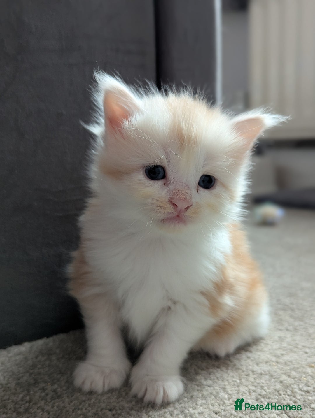 Maine Coon cats for sale: Maine Coon Kittens - Image 11