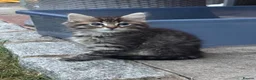 Mixed Breed cats for sale: Ragdoll cross mixed breed stunning kittens  - Advert 16