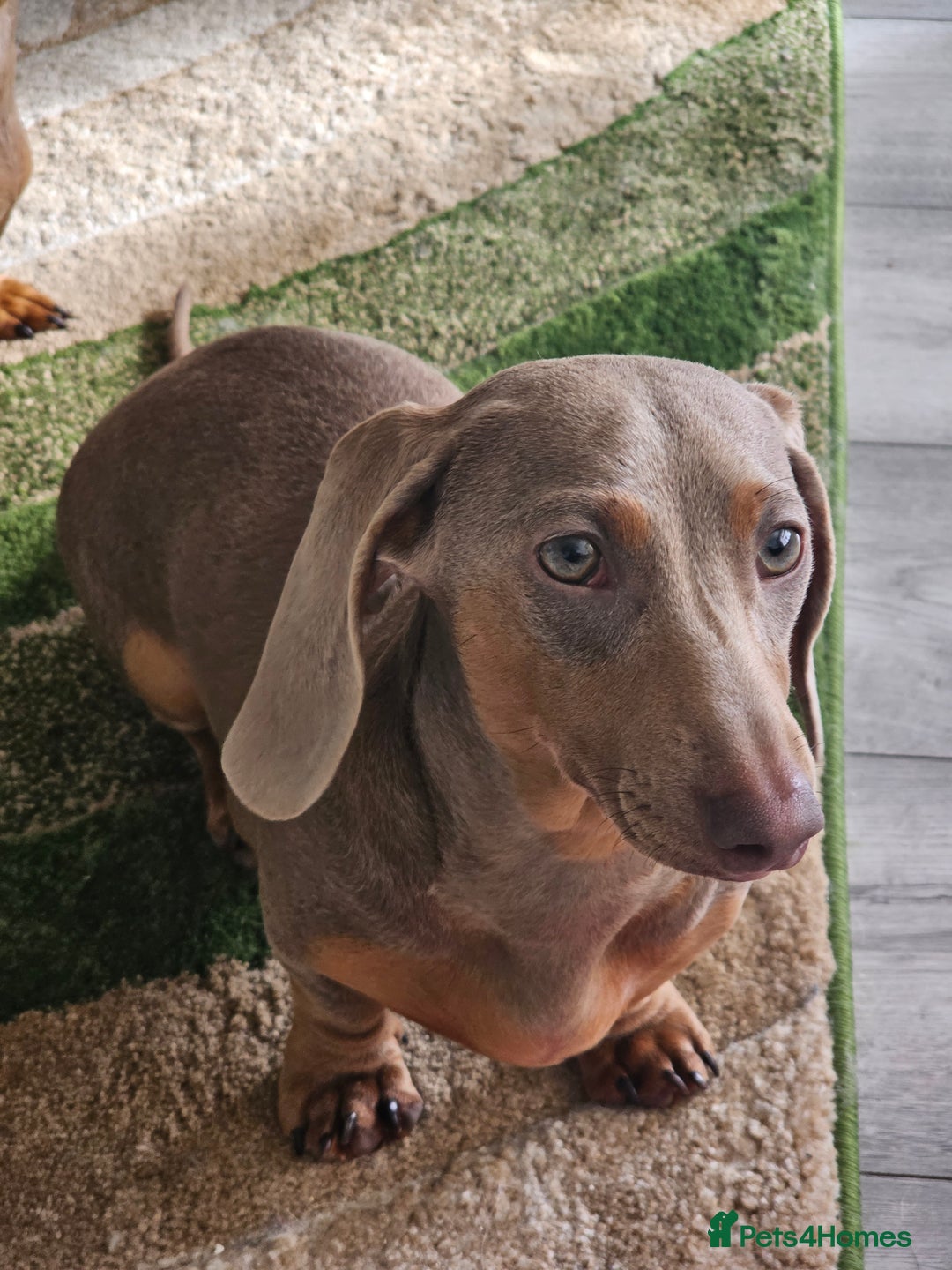 Dachshund dogs for sale: Beautiful KC REG dachshund pups - Advert 23