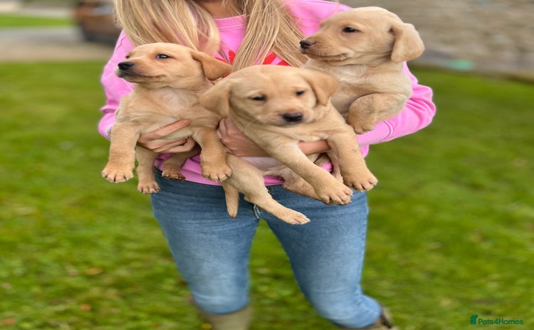 Labrador Retriever dogs - Advert 4