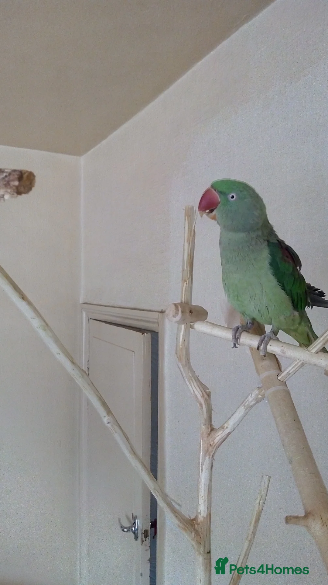 Parakeets birds for sale: Alexander ring neck parakeet  in Nelson - Advert 2