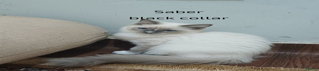Ragdoll Kitten 3