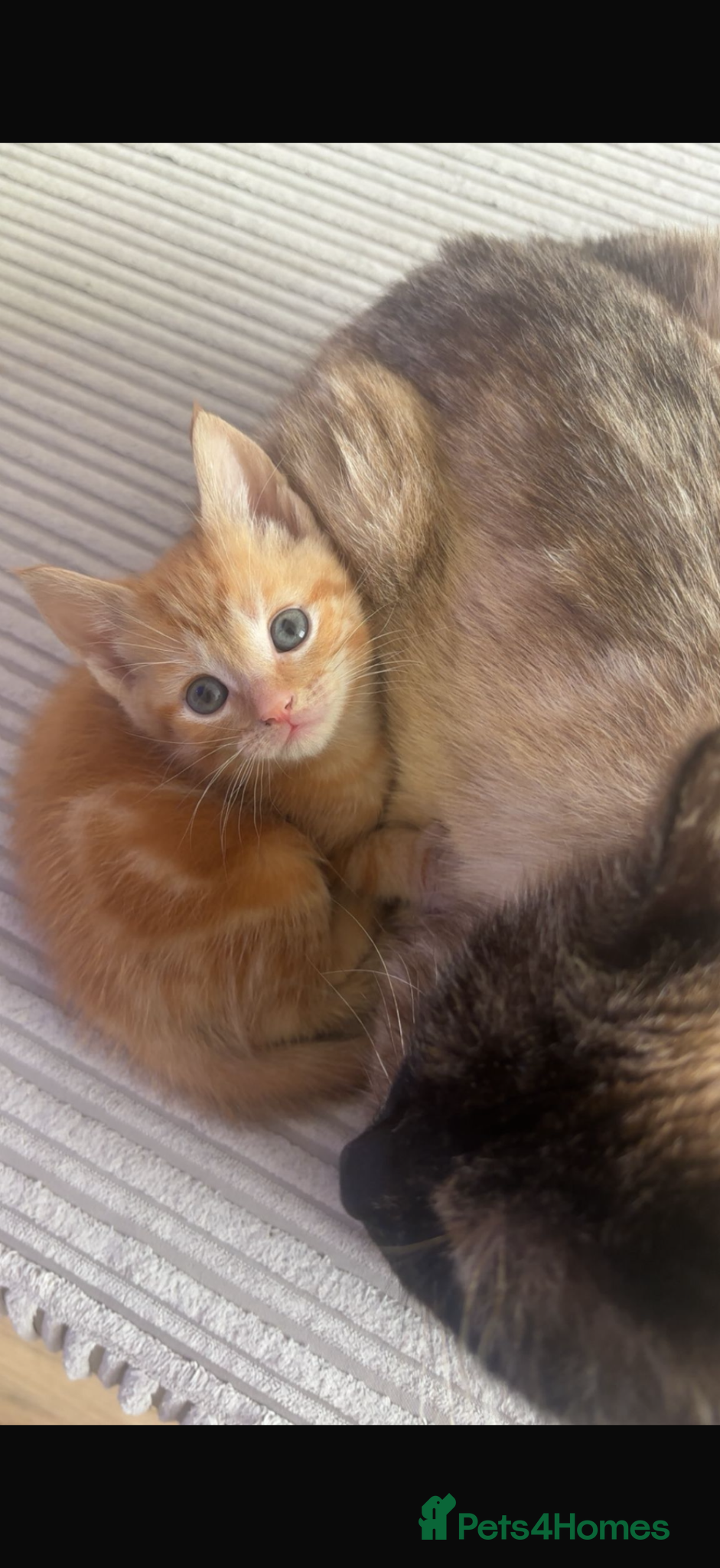 British Shorthair cats Only 1 left! Beautiful ginger kitten  - Advert 1