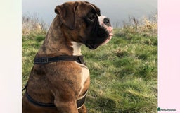 Boxer dogs for stud: KC REGISTERED BRINDLE & WHITE PROVEN STUD.   in Mexborough - Image 12