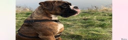 Boxer dogs for stud: KC REGISTERED BRINDLE & WHITE PROVEN STUD.   in Mexborough - Advert 12