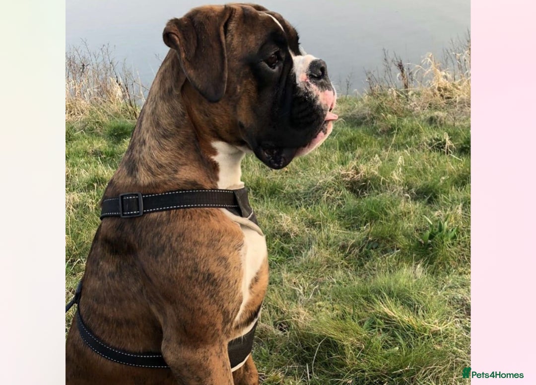Boxer dogs for stud: KC REGISTERED BRINDLE & WHITE PROVEN STUD.   in Mexborough - Image 12