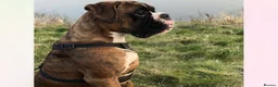 Boxer dogs for stud: KC REGISTERED BRINDLE & WHITE PROVEN STUD.   in Mexborough - Advert 12