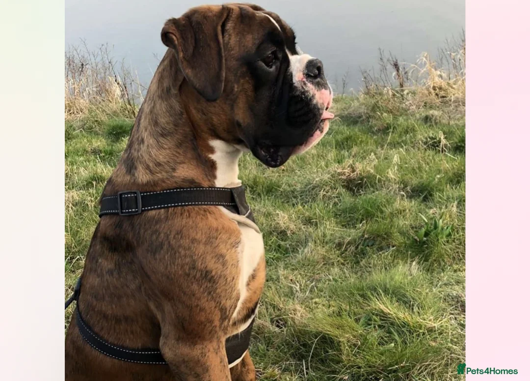 Boxer dogs for stud: KC REGISTERED BRINDLE & WHITE PROVEN STUD.   in Mexborough - Advert 12
