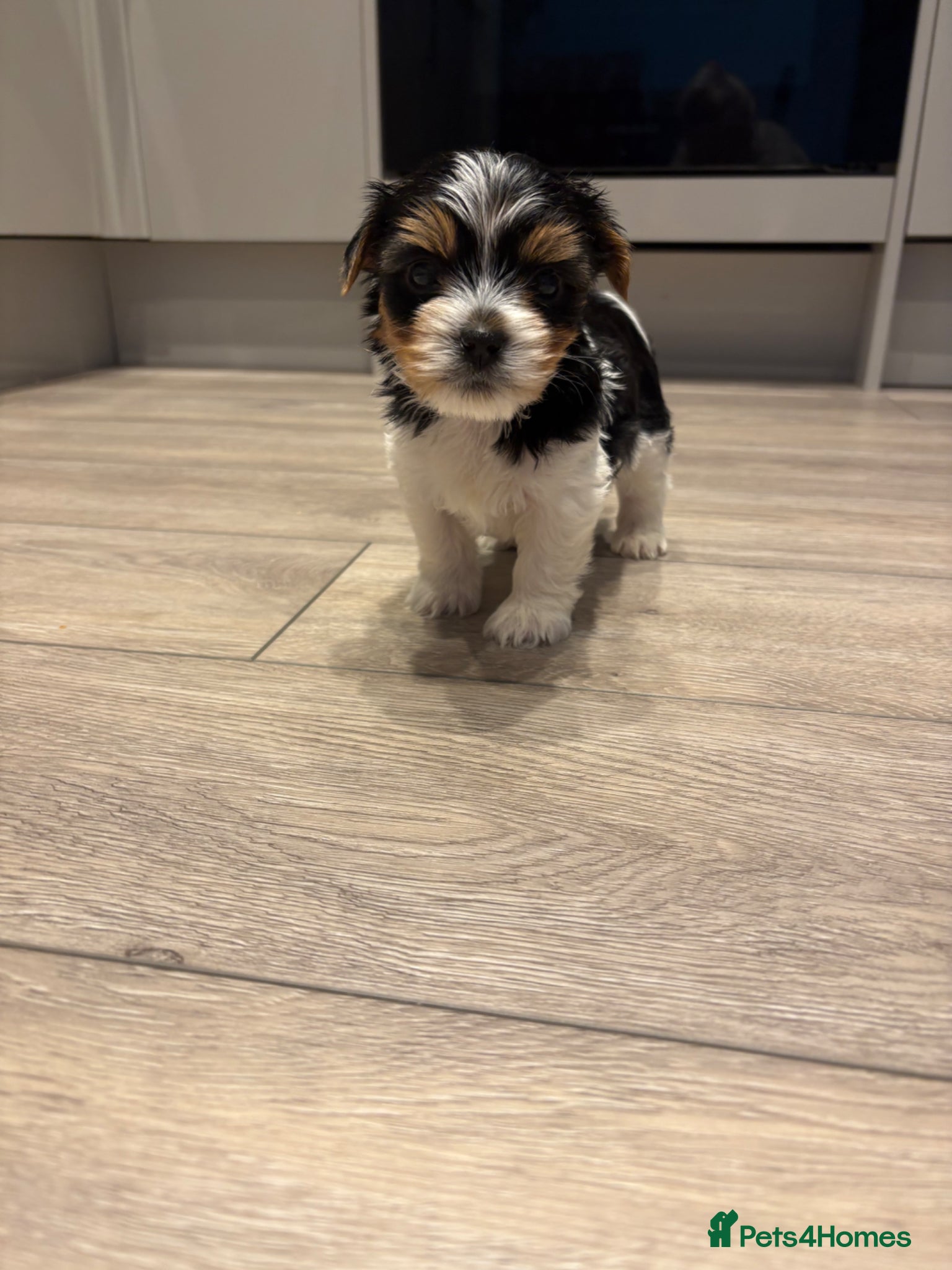 Biewer Terrier dogs Last very cute Boy, pure breed Biewer Terriers - Advert 2