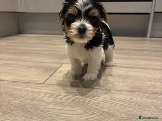 Biewer Terrier dogs Last very cute Boy, pure breed Biewer Terriers - Advert 2