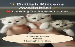 British Shorthair cats for sale: READY NOW ‼️🏆CHAMPIONS Bloodline BSH GCCF. - Image 16