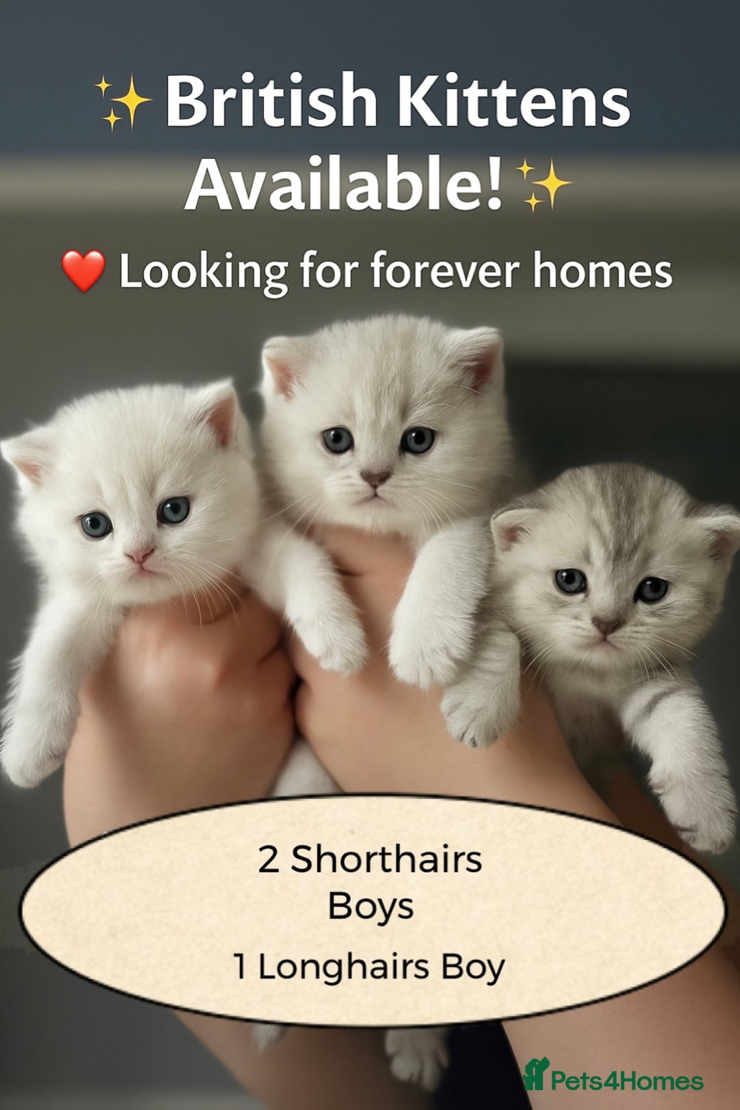 British Shorthair cats for sale: READY NOW ‼️🏆CHAMPIONS Bloodline BSH GCCF. - Image 16
