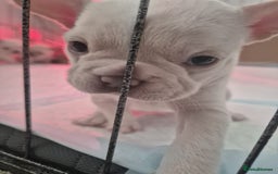 French Bulldog dogs for sale: Stunning French bulldog puppies 5 boys 2 girls  - Image 3