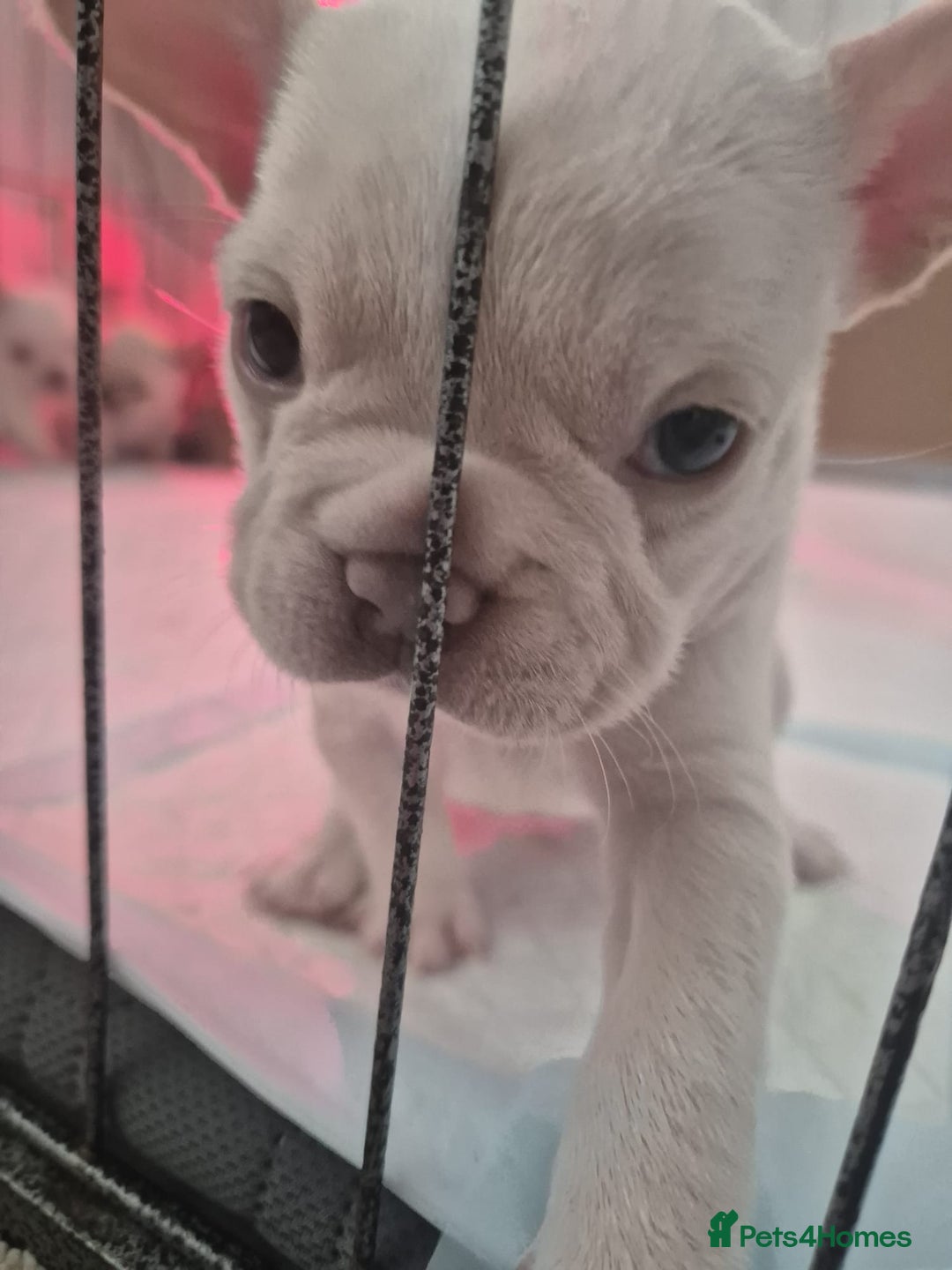 French Bulldog dogs for sale: Stunning French bulldog puppies 5 boys 2 girls  - Image 3