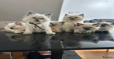 Ragdoll cats Male£500, female£600 - Advert 5