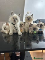 Ragdoll cats Male£500, female£600 - Advert 5