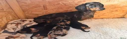 Miniature Dachshund dogs for sale: stunning litter of Miniature Dachshund puppies - Advert 2