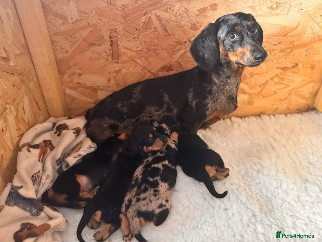 Miniature Dachshund dogs for sale: stunning litter of Miniature Dachshund puppies - Advert 2