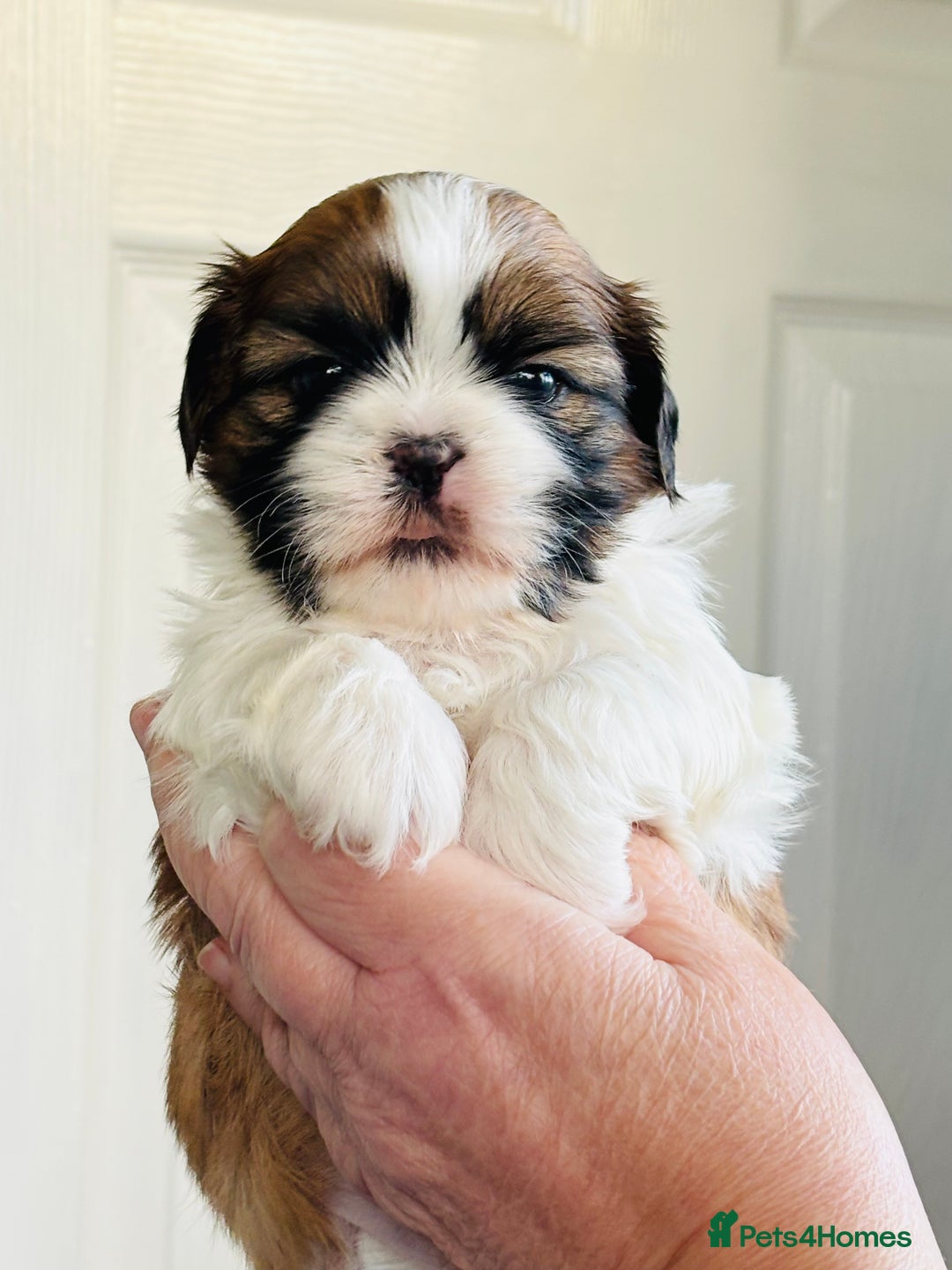 Shih Tzu dogs for sale: Beautiful shih tzu babies  - Advert 11