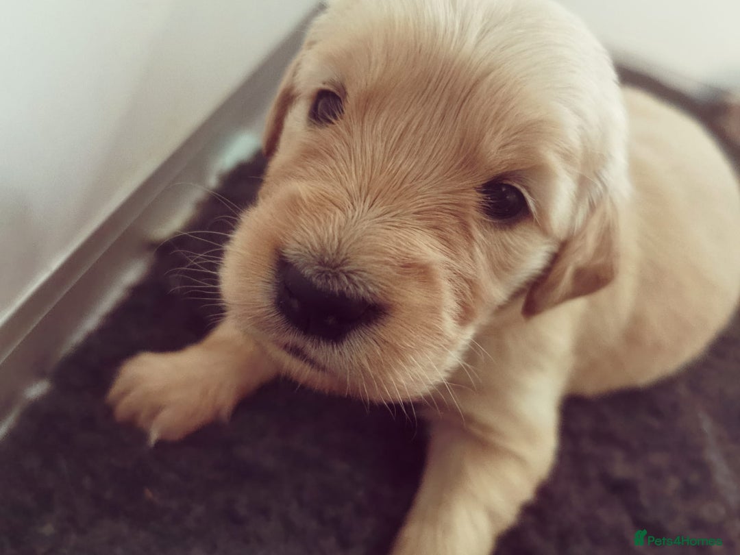 Golden Retriever dogs for sale: Golden Retriever puppies - Image 26