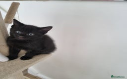 Maine Coon cats for sale: 4 beautiful  maine coon cross  kittens  - Image 3
