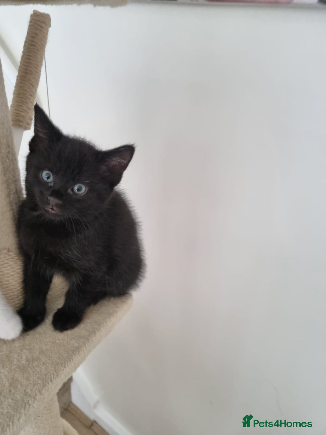 Maine Coon cats for sale: 4 beautiful  maine coon cross  kittens  - Image 3