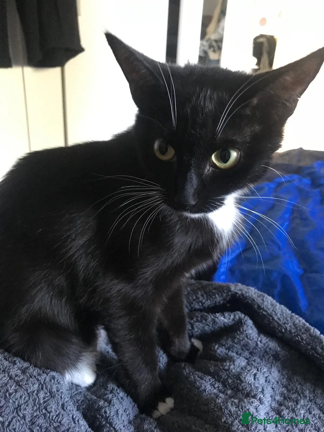 Mixed Breed cats for sale: Kittens for sale - Advert 1