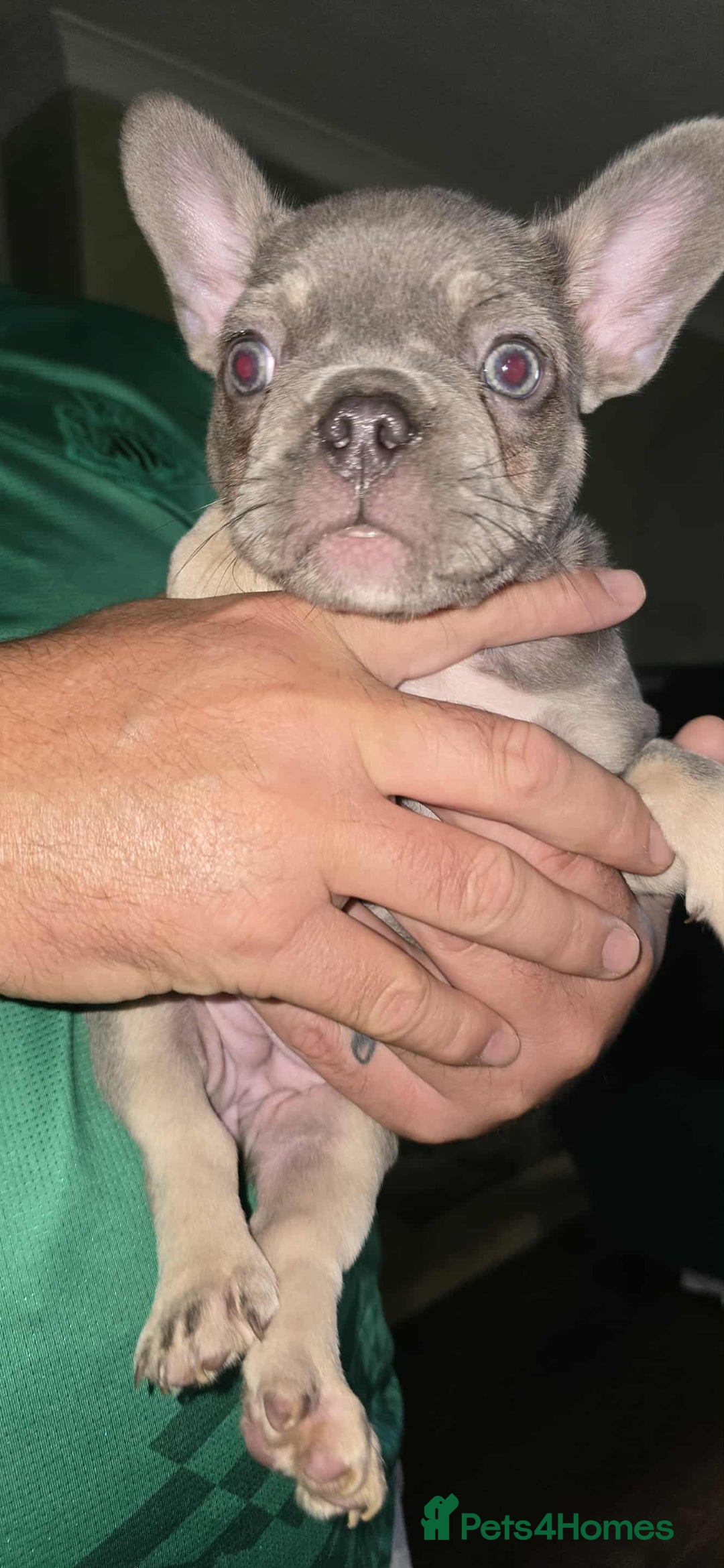 French Bulldog dogs for sale: Stunning litter of French bulldog puppies  - Image 19