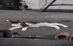 Maine Coon cats for sale: GCCF Maine Coon Cat for Sale – Loving Lap Cat - Image 5