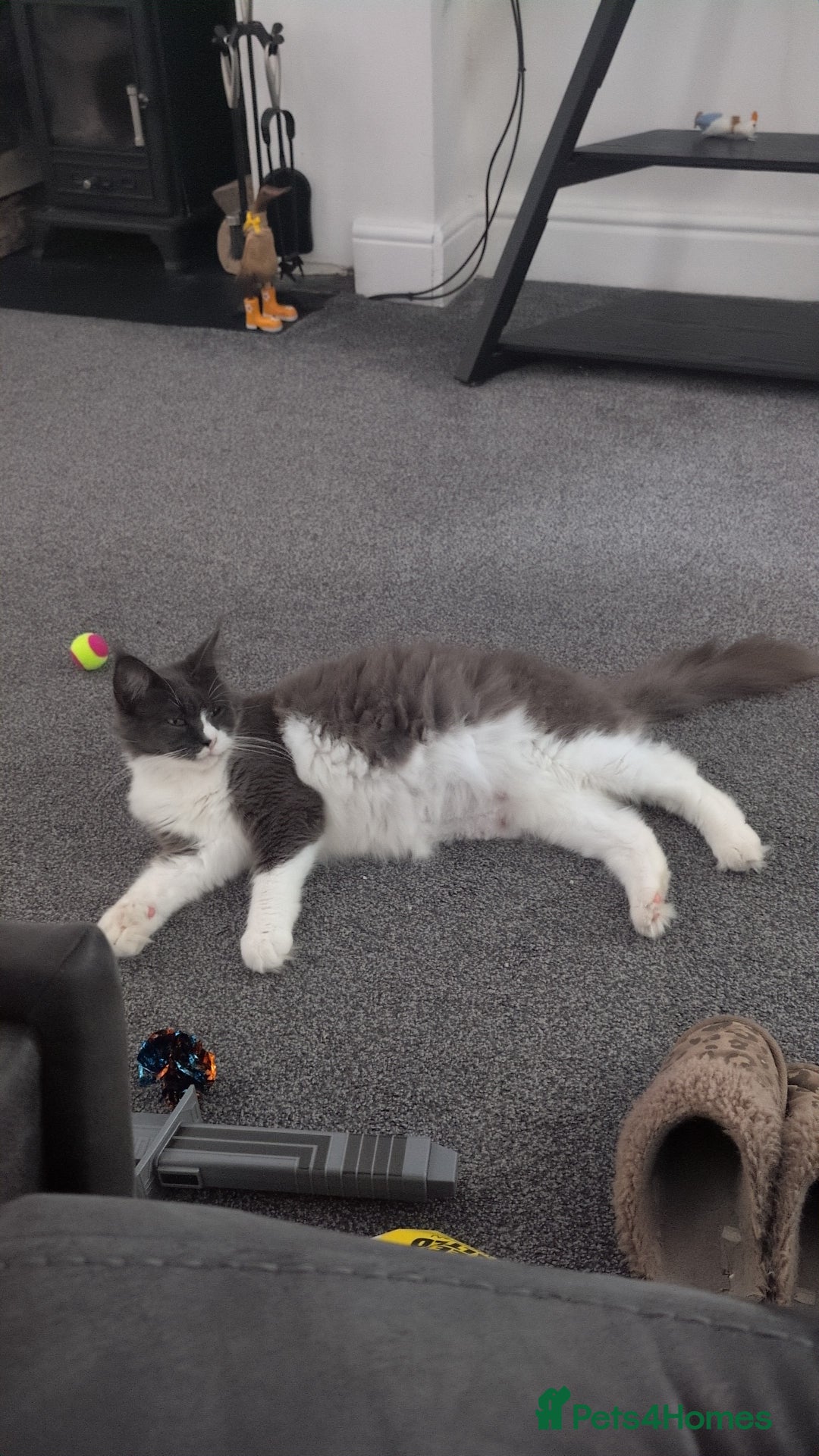 Maine Coon cats for sale: GCCF Maine Coon Cat for Sale – Loving Lap Cat - Image 5