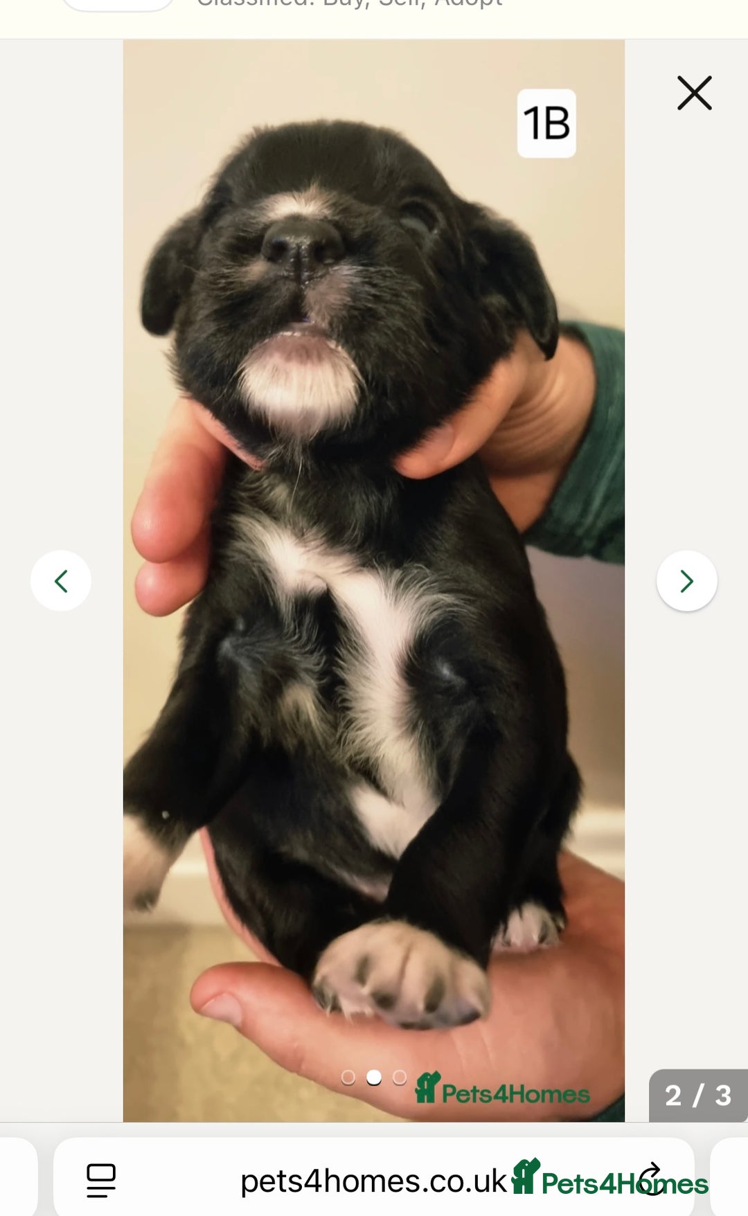 Cocker Spaniel dogs for stud: K C registered - Mr Midnight for Stud in Huddersfield - Advert 30