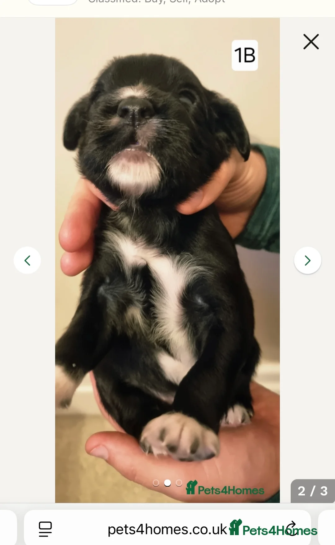 Cocker Spaniel dogs for stud: K C registered - Mr Midnight for Stud in Huddersfield - Advert 32