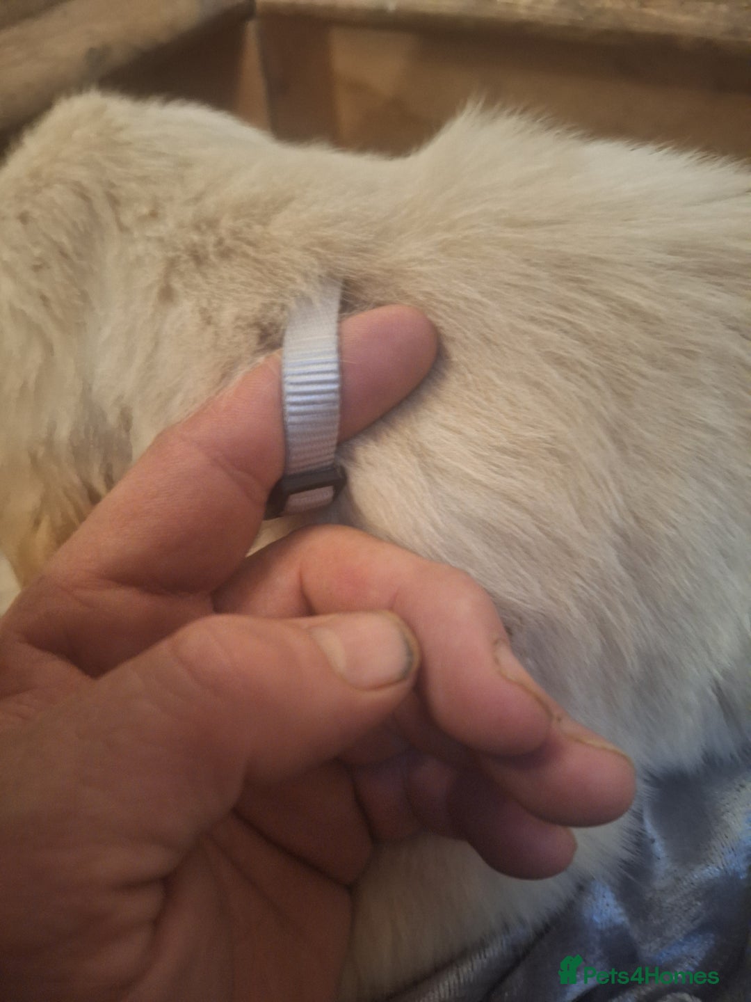 Golden Retriever dogs for sale: ⭐️⭐️Gorgeous White Golden Retriever Pups⭐️⭐️ - Advert 18