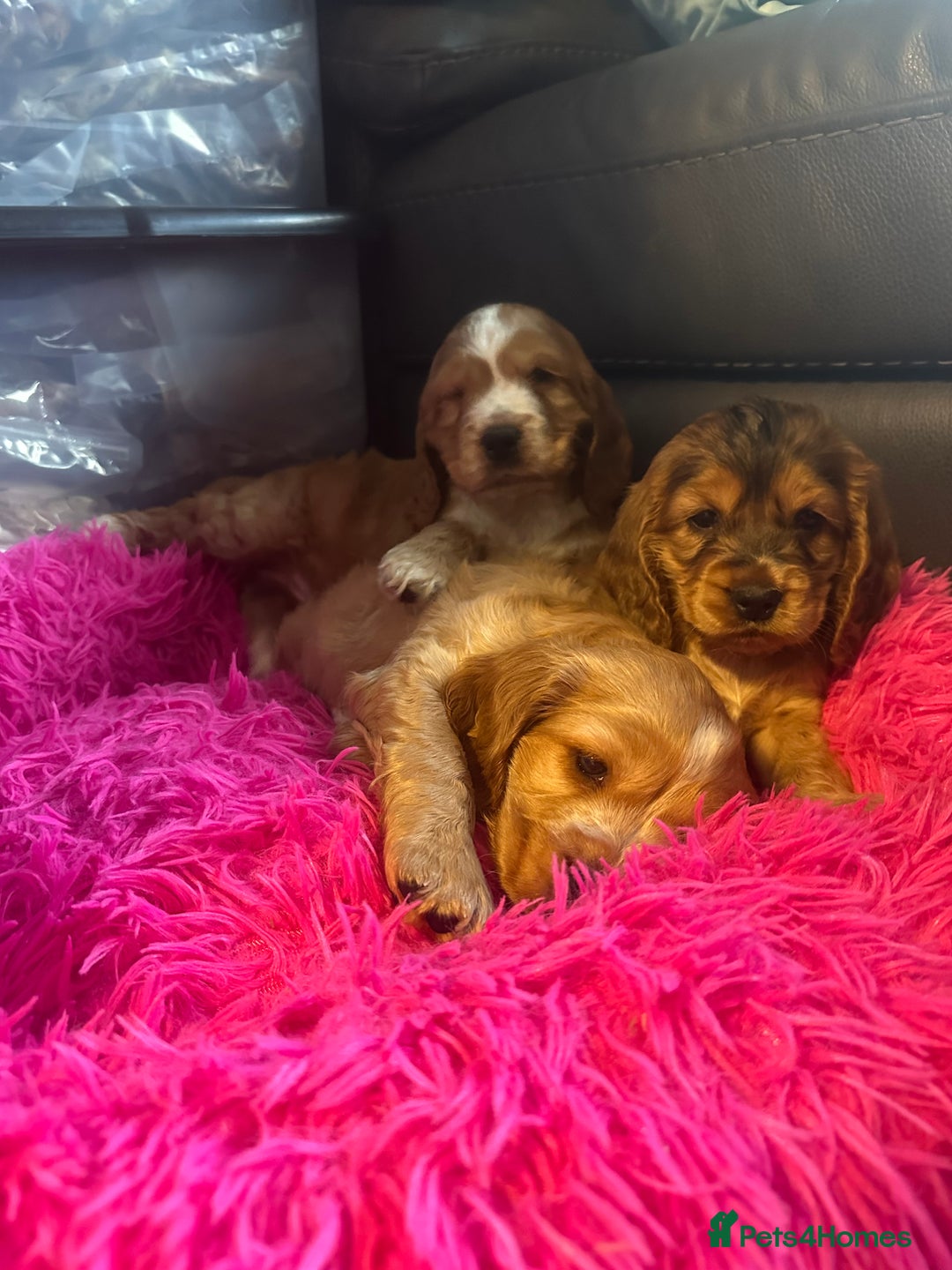 Cocker Spaniel dogs for sale: Scrumptious show Cockers - Advert 5