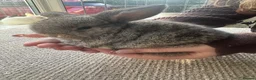 Mini Lop rabbits for sale: Mini lops babies  - Advert 10