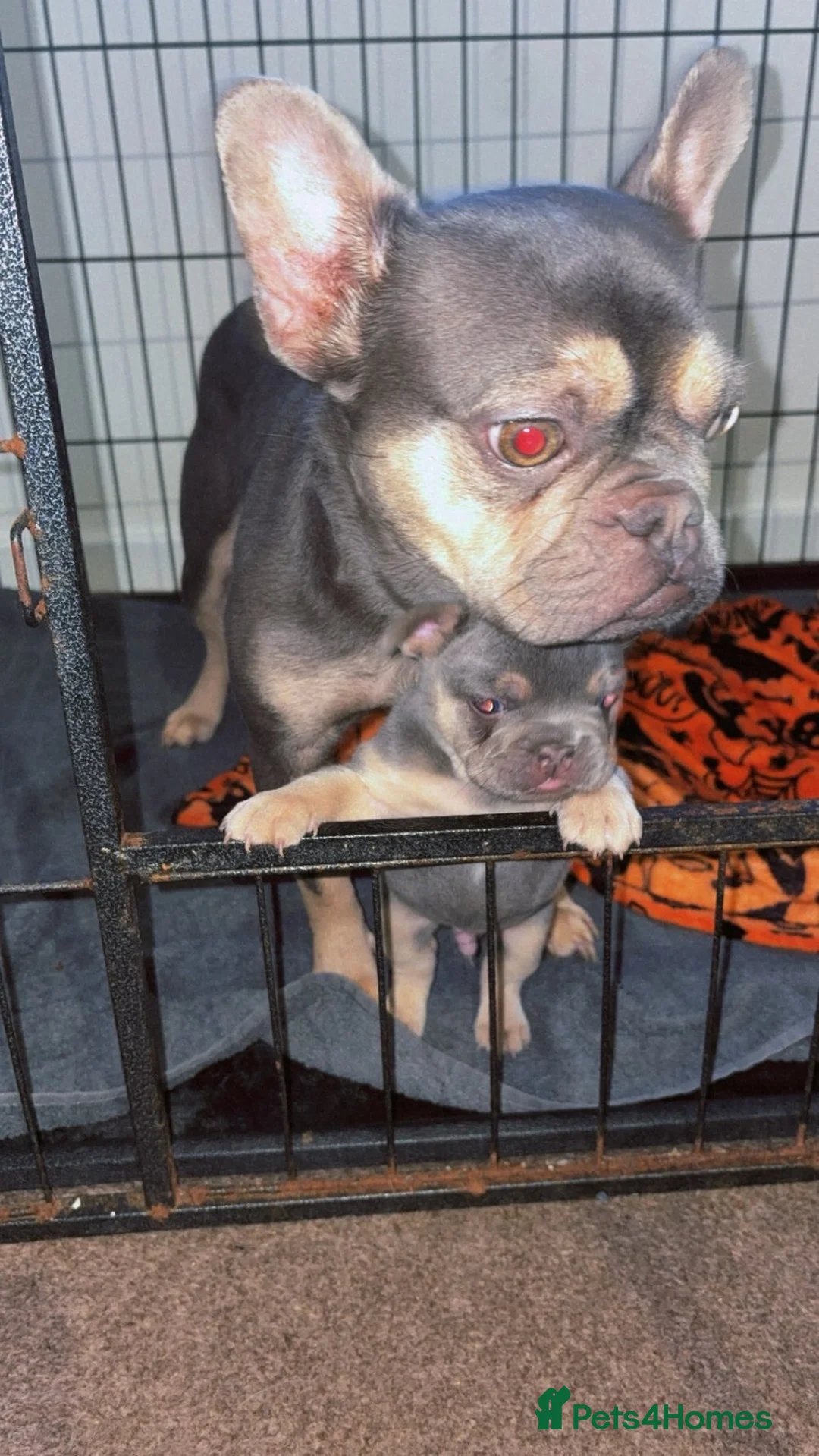 French Bulldog dogs for sale: Male French bulldog puppy in Walsall - Advert 3