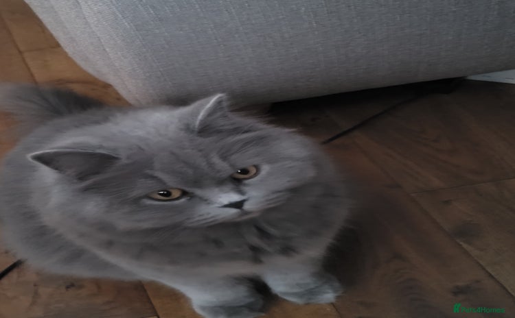 British Longhair cats - Advert 1