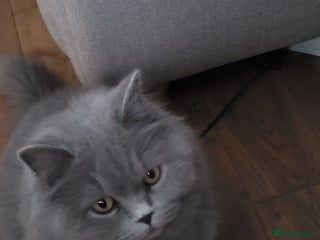 British Longhair cats for sale - Advert 1