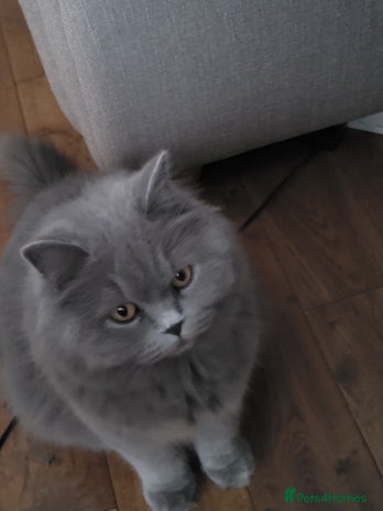 British Longhair cats - Advert 1