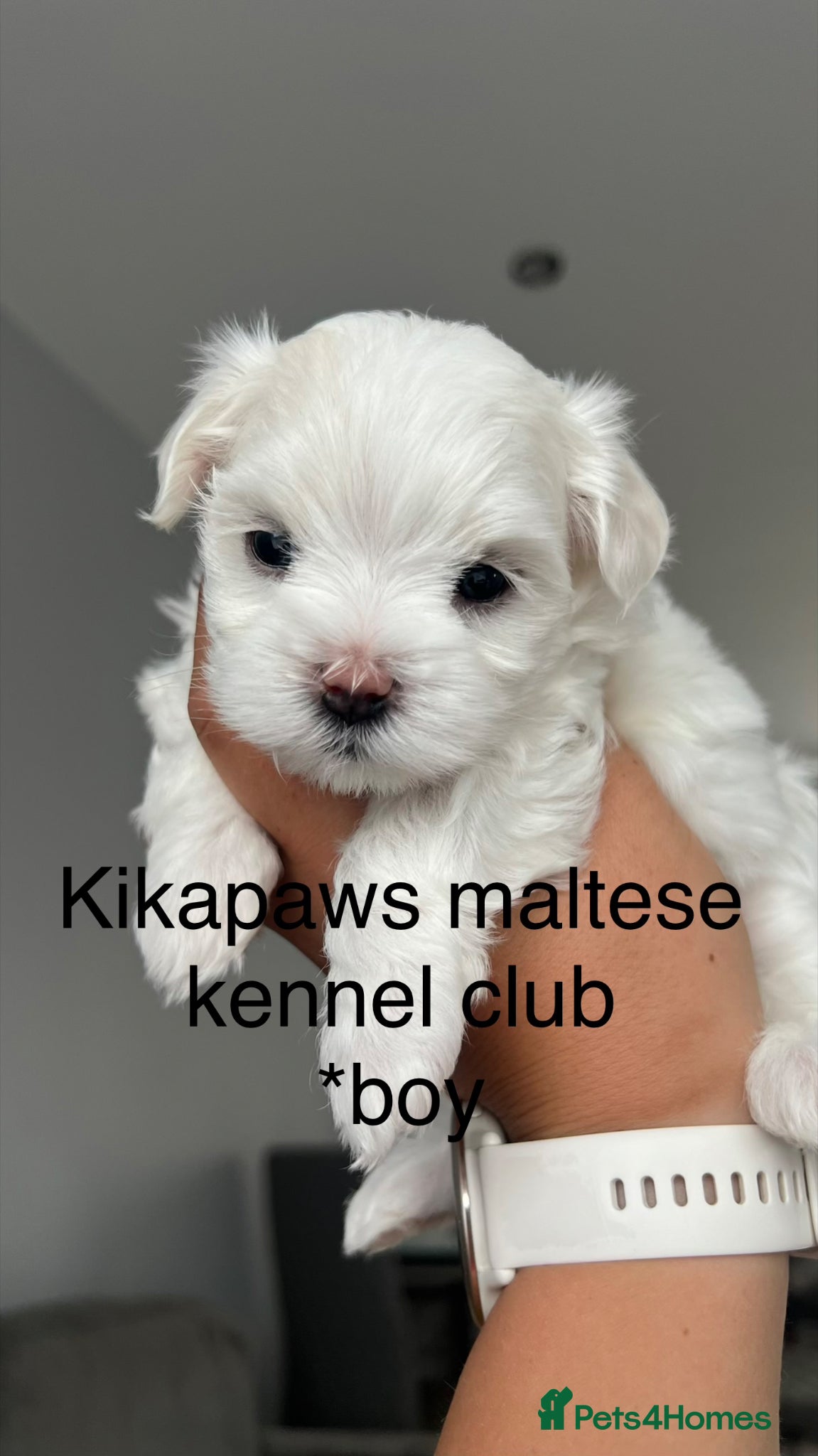 Maltese dogs Kikapaws Maltese puppies 🐶  - Advert 2