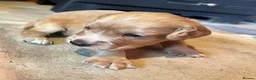 Cocker Spaniel dogs for sale: KC Registered Red Working Cocker Spaniel Puppies  - Advert 2
