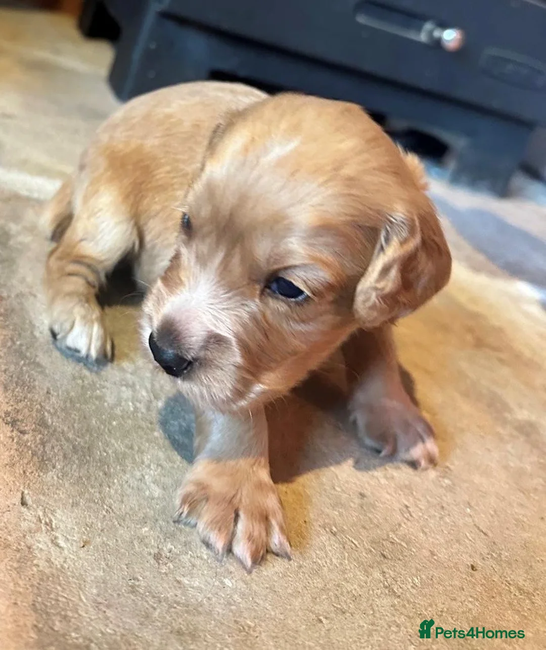 Cocker Spaniel dogs for sale: KC Registered Red Working Cocker Spaniel Puppies  - Advert 2